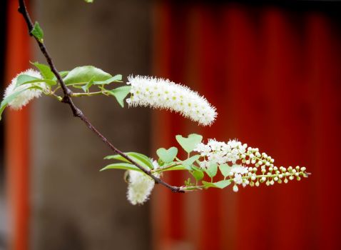 エゾノウワミズザクラ｜ 玉津島神社・鹽竃神社｜公式サイト